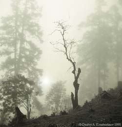 category picture