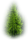 category picture